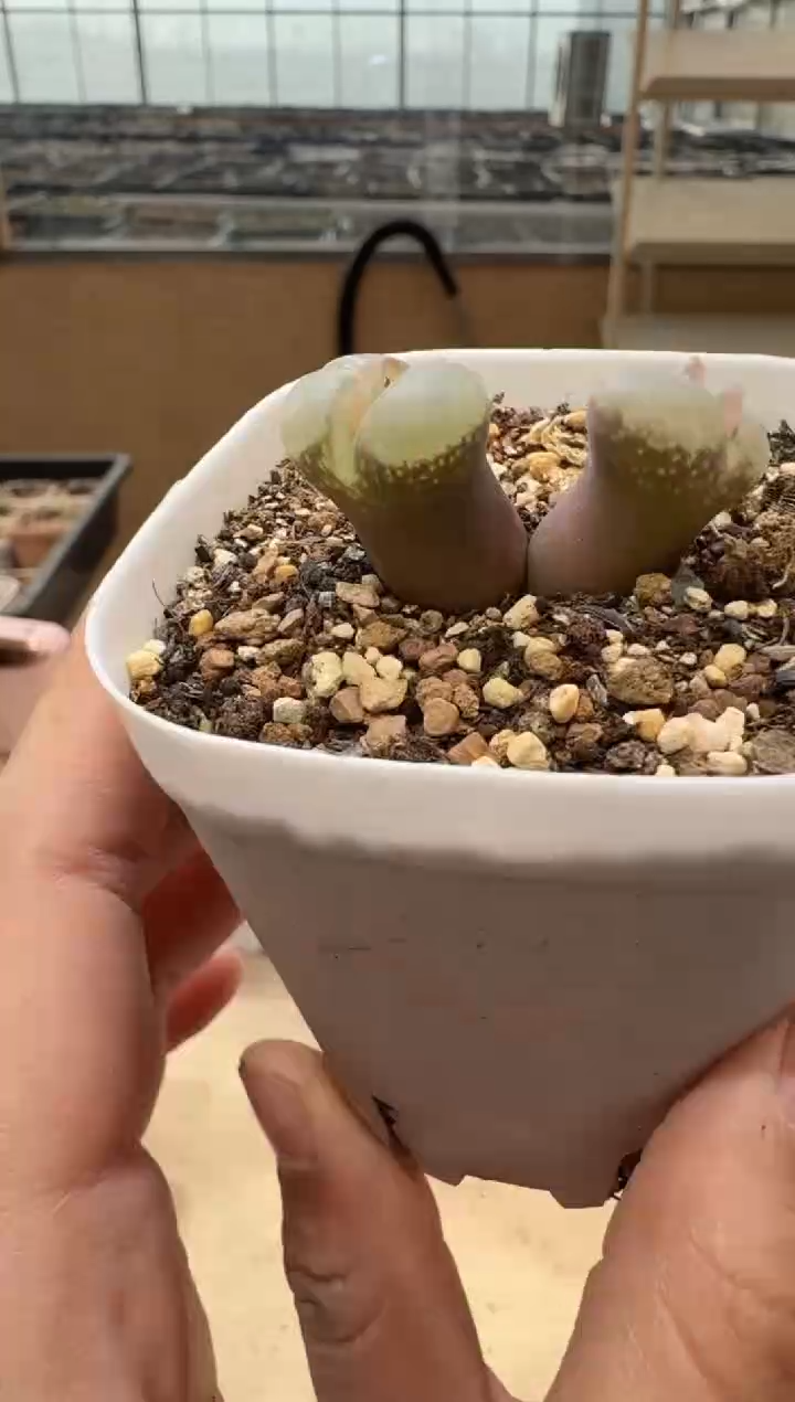 多肉植物肉锥3-240