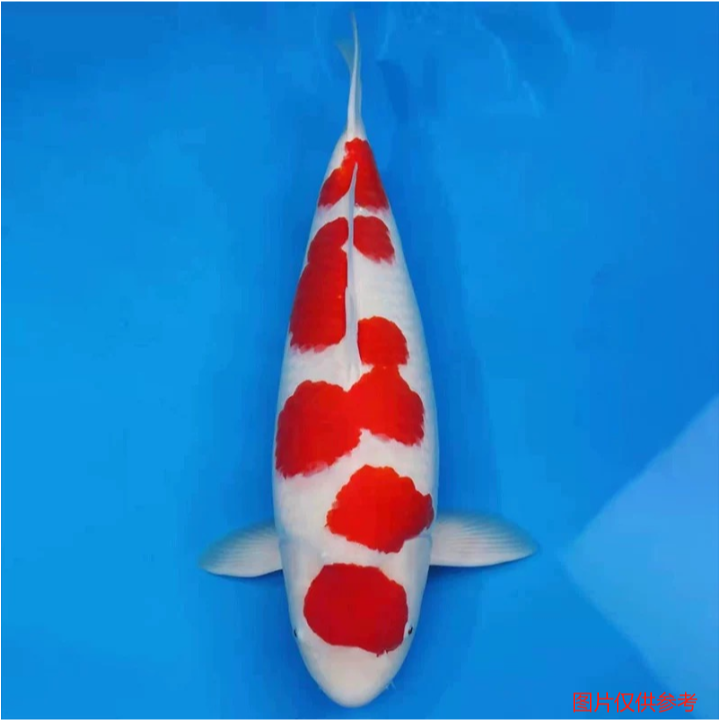 45-60CM甄选当岁血统锦鲤观赏鱼红白大正品种多多顺丰包邮包活