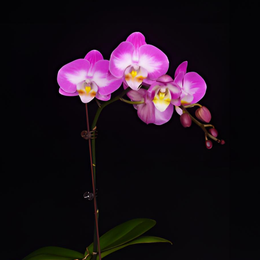 悠花里蝴蝶兰【雪山飞狐】2.8寸全花开花株发货