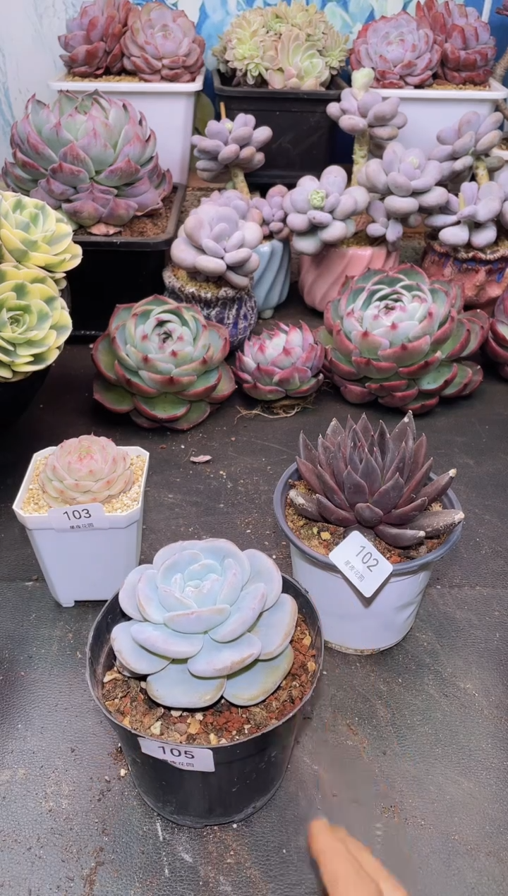 【闪购商品】105奶盖