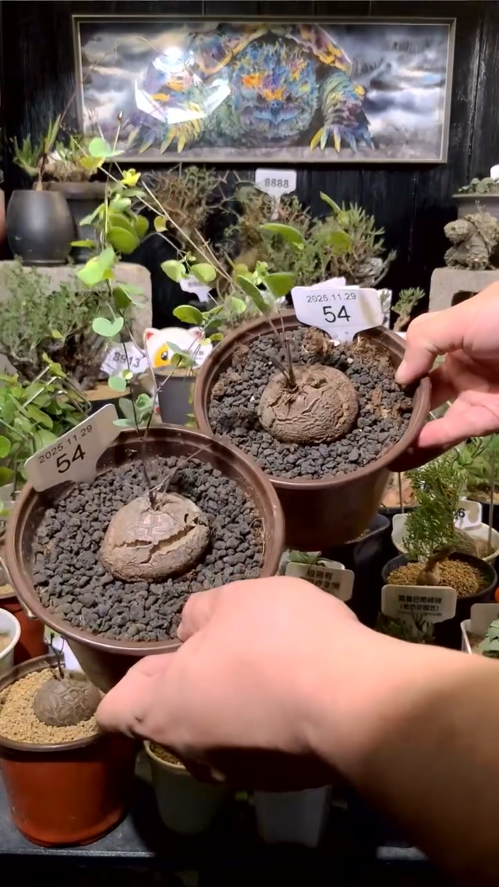 54号1129福利南非龟甲龙买一送一