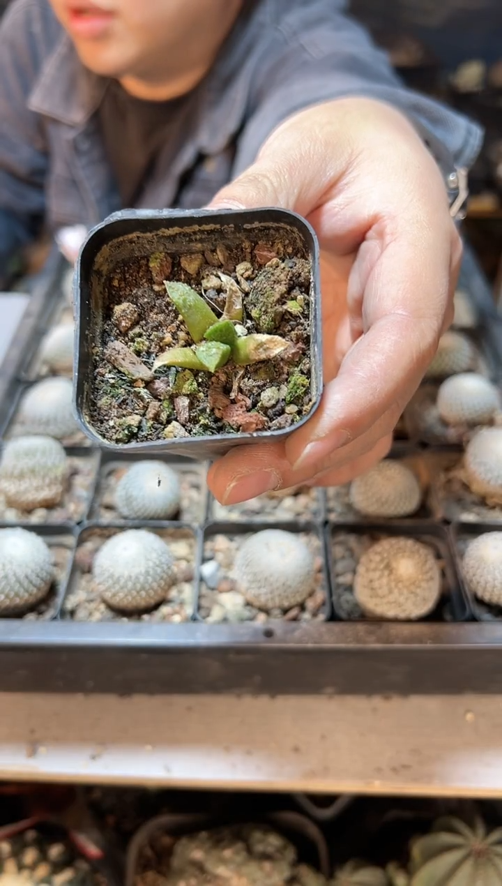 【闪购商品】16号实生黄体龟甲牡丹2.5公分