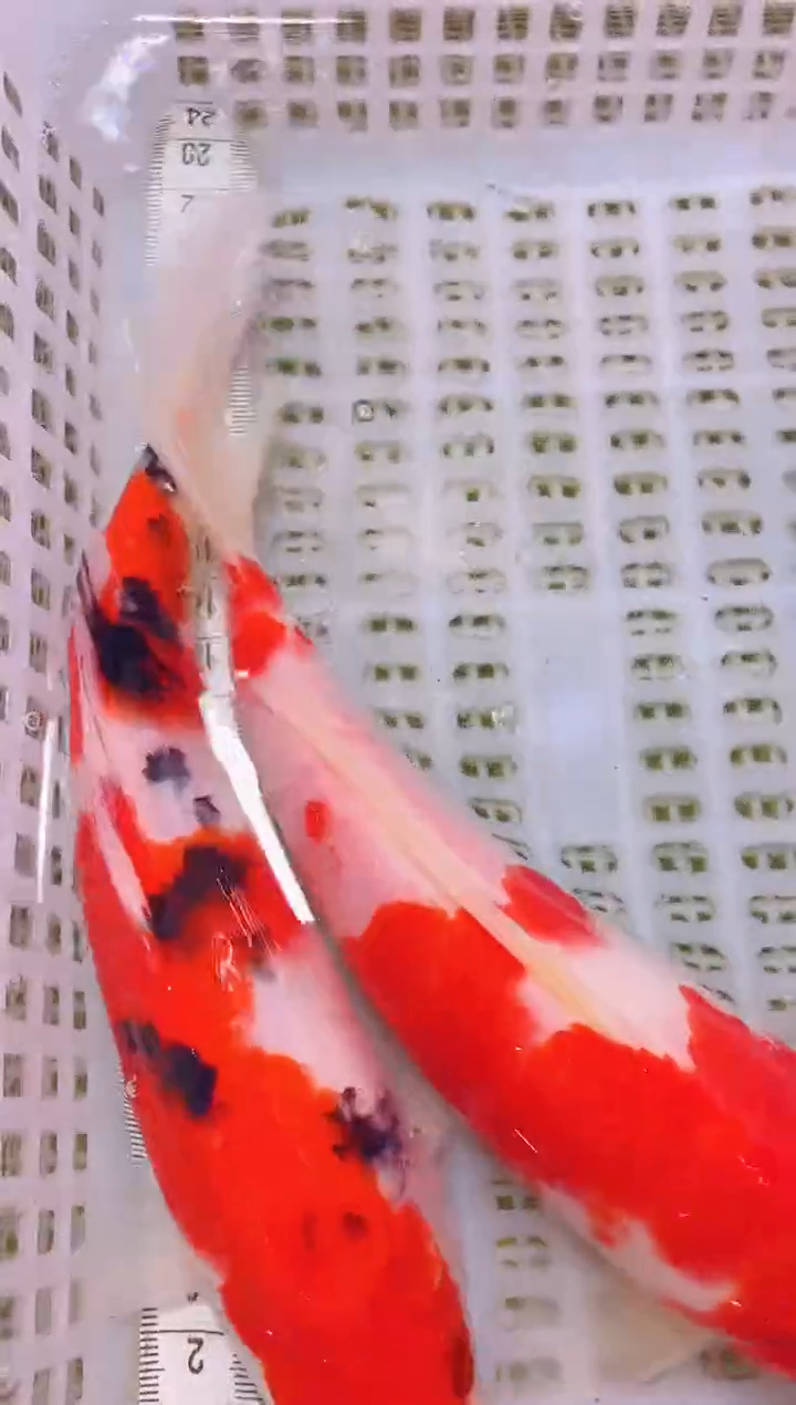 锦鲤冷水观赏鱼全场包邮133