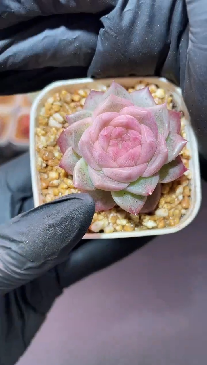 闪购529 紫体冰翡多肉一颗  3.5-4厘米