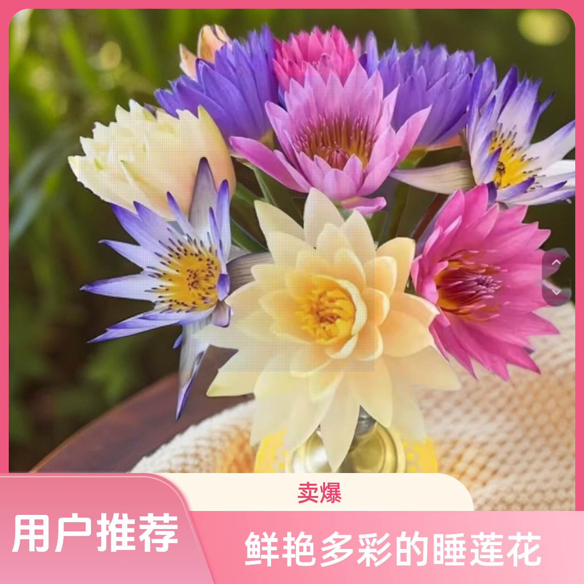 包邮睡莲鲜花水培好养护可用于供佛和办公室家庭装饰插花