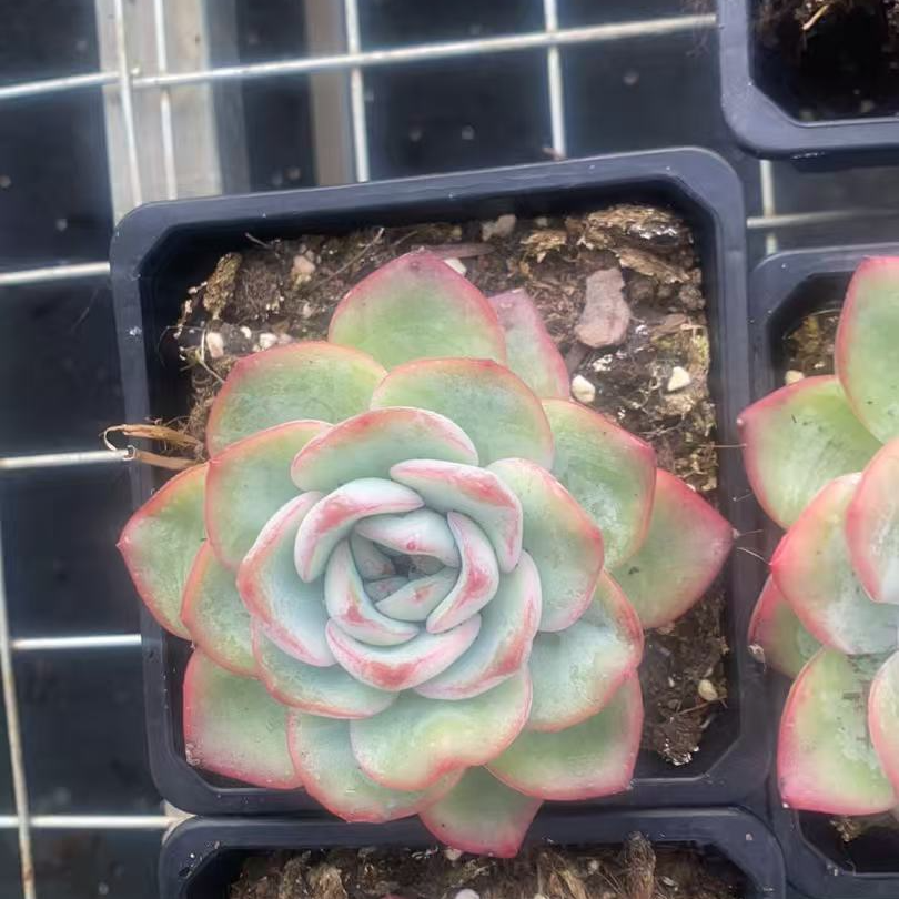 泡芙单头 多肉满18包邮