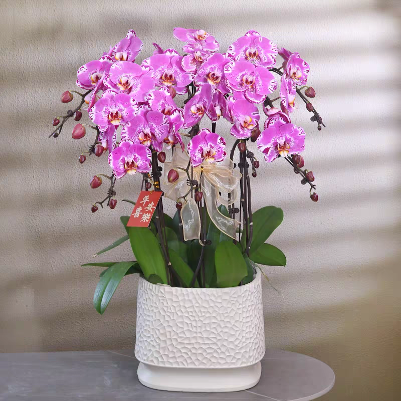 《藏宝图》粉色大花蝴蝶兰