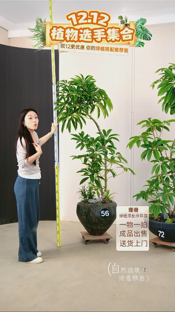 无花朵Z**n日本进口保罗大叶伞种好栽好一整套送货上门