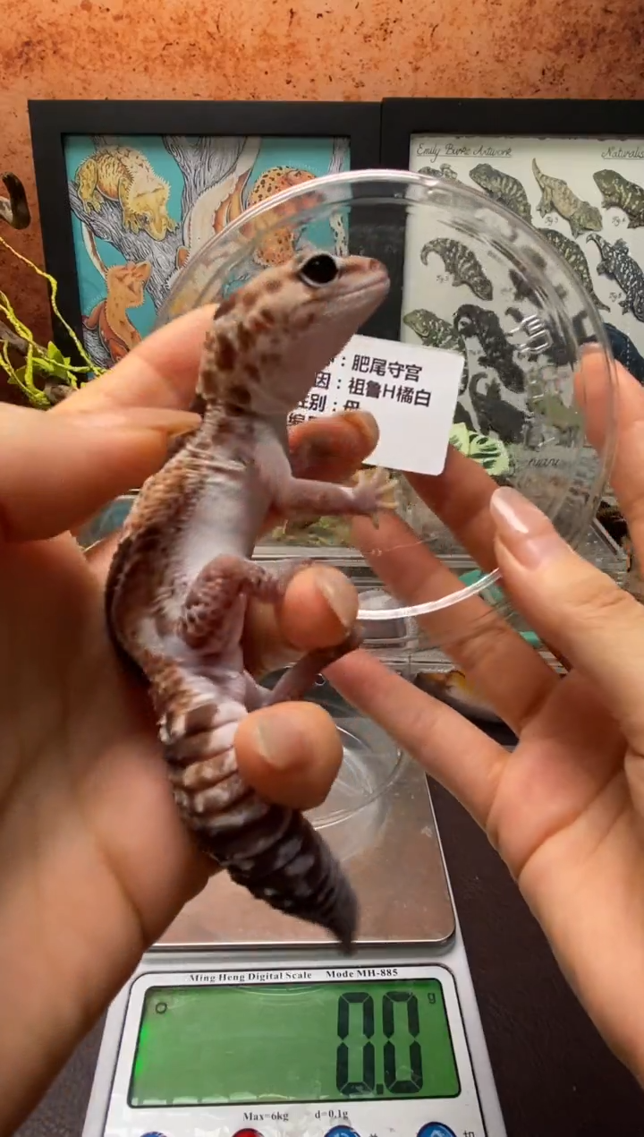 肥尾守宫鳞与尾 Scale Tail 爬宠F1
