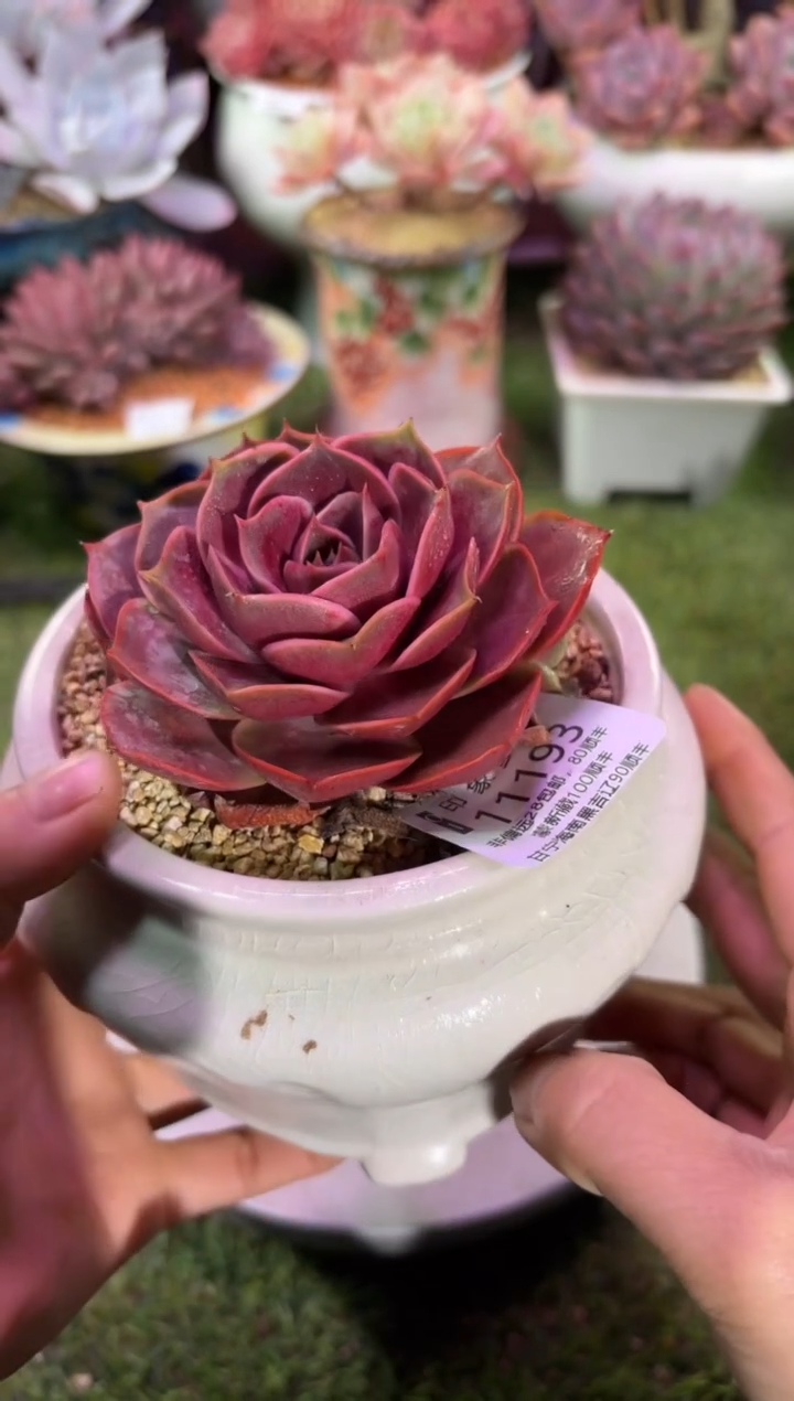 【闪购商品】11193