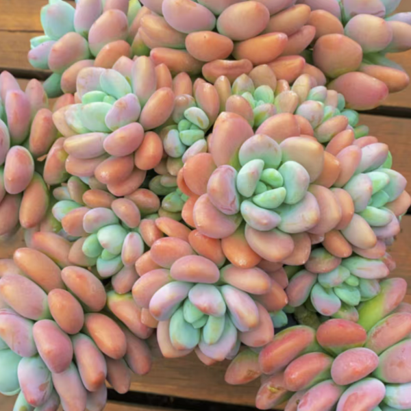红洛神云南昆明发货精品多肉绿植园艺种植多肉办公室