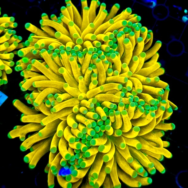 火才类海缸饲养以挑选为准海缸直播间软体珊瑚活体海葵珊瑚