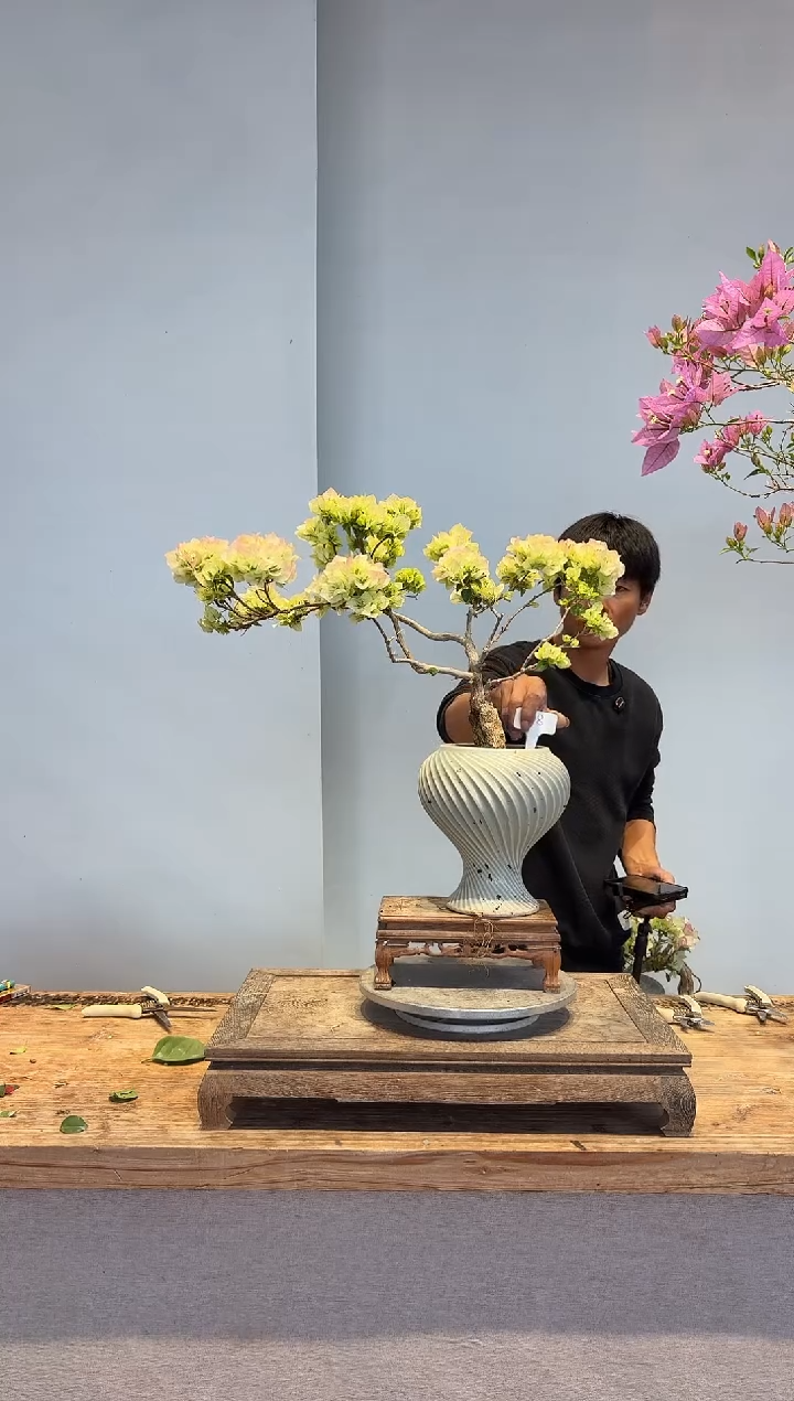 以实际为准张*钦三角梅8