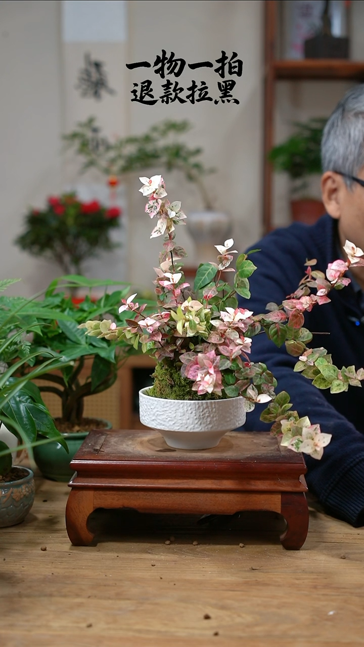 完全开放猫****魂花叶015