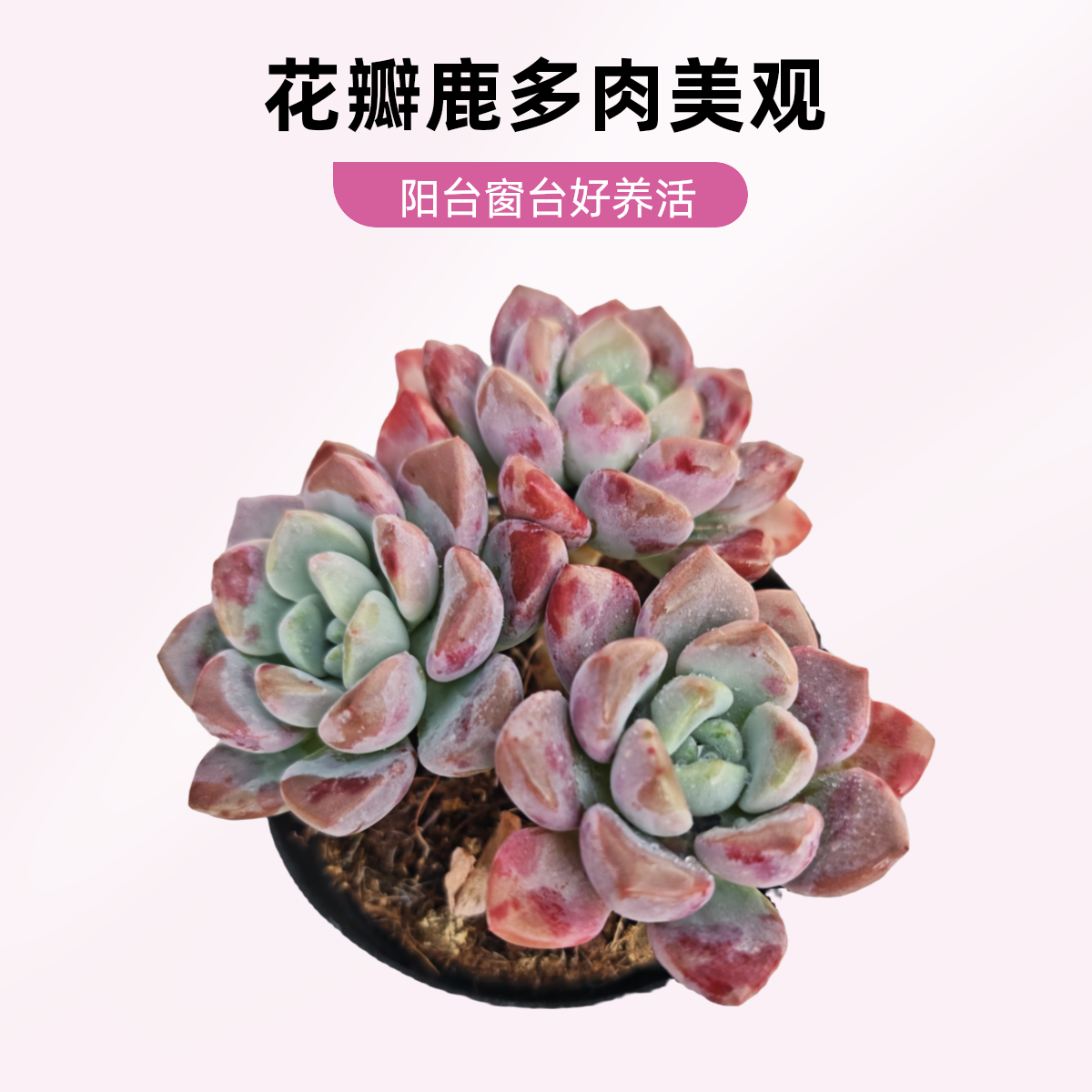 花瓣鹿    11多肉