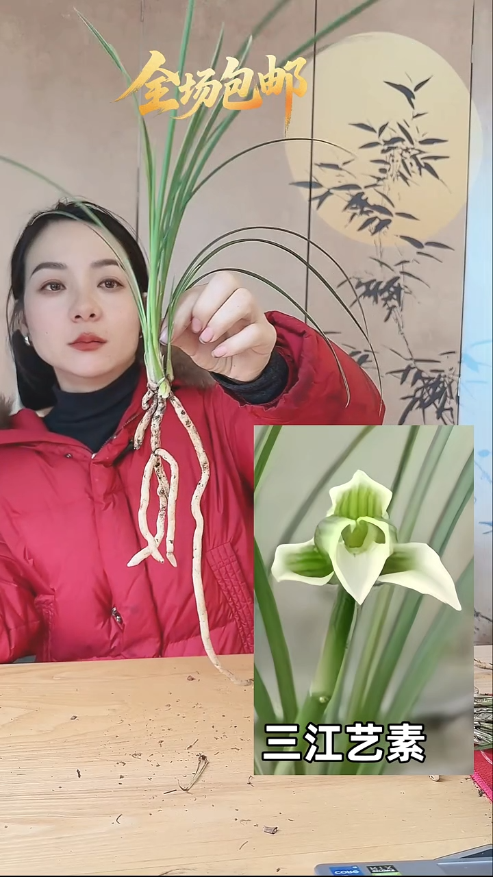 当前无花栽培后可以开花三江艺素