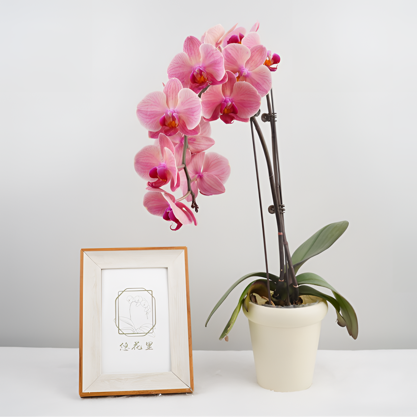 悠花里蝴蝶兰【纳博讷 全花 3.0寸杯】开花株发货