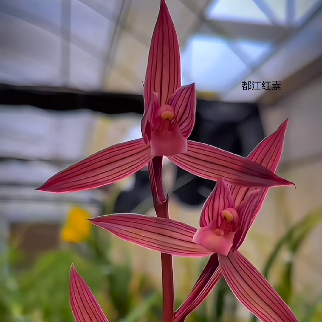 兰花一物一拍 阳台养兰 自然养兰