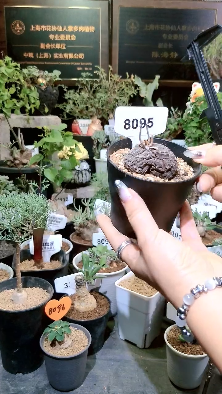 8095号1220福利墨西哥龟甲龙