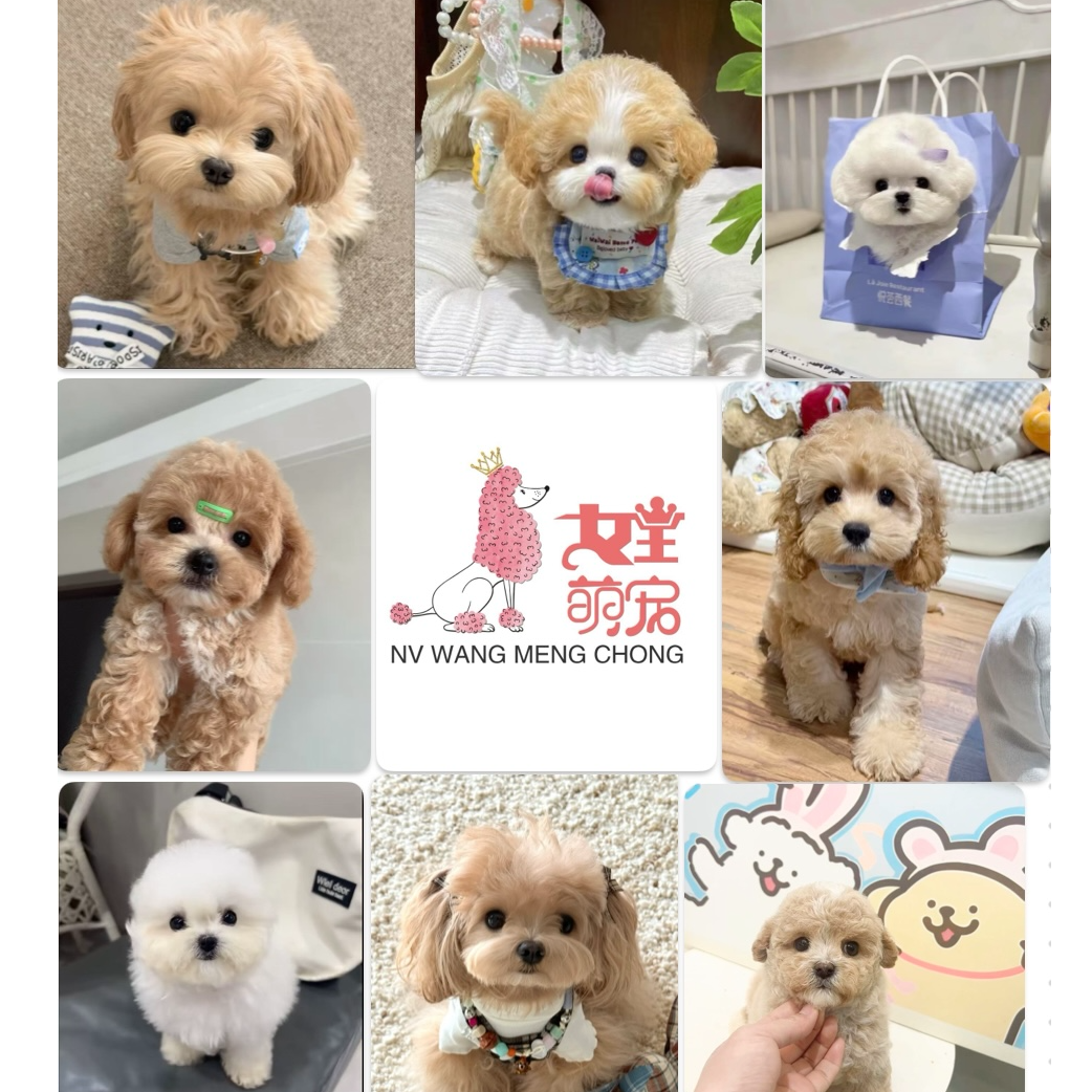 女王萌宠家比熊小型犬宠物，比熊，泰迪熊.马尔泰.可卡布专属链接