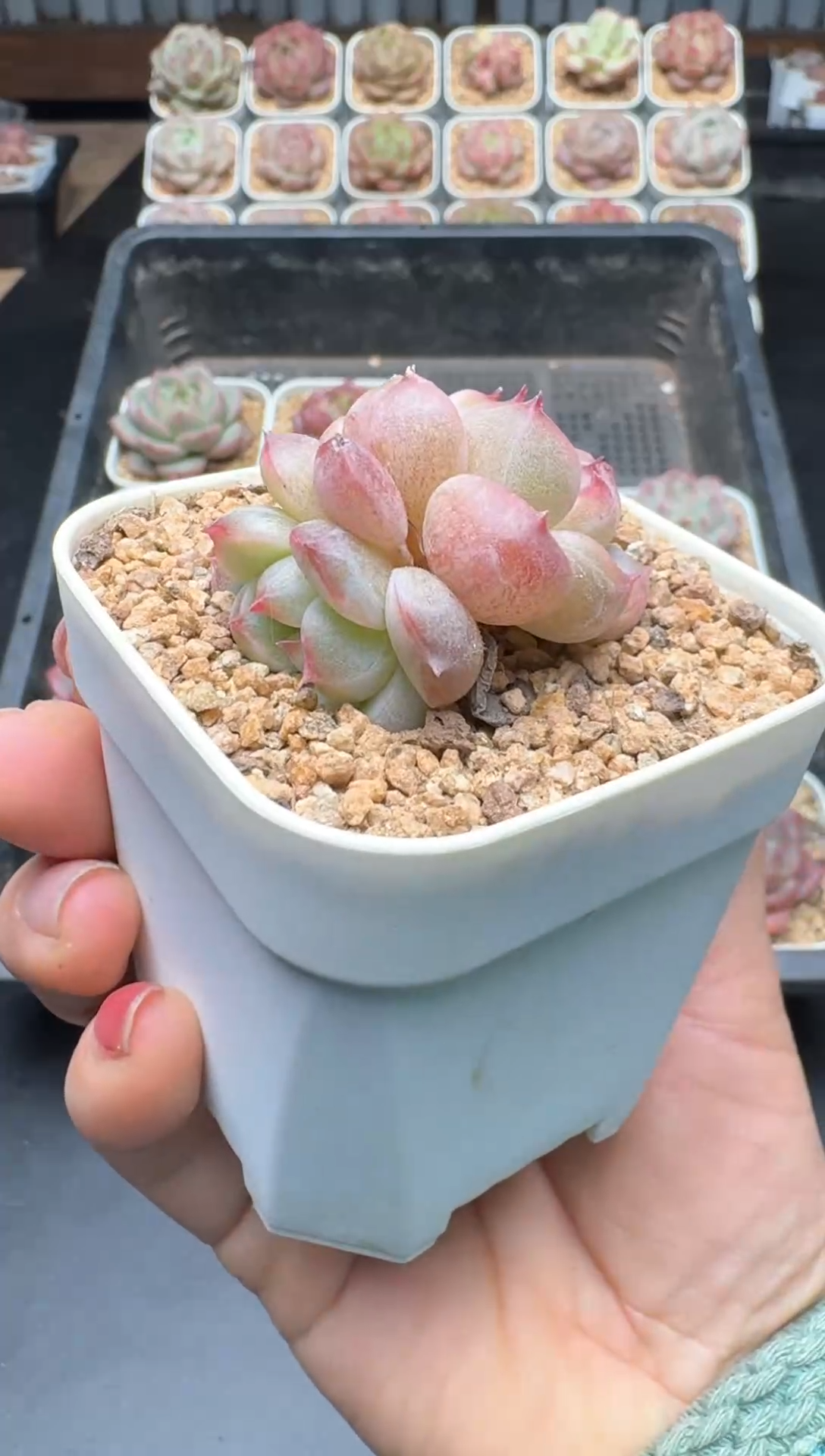 【闪购商品】403A号一物一拍多肉花卉植物拍3颗起发