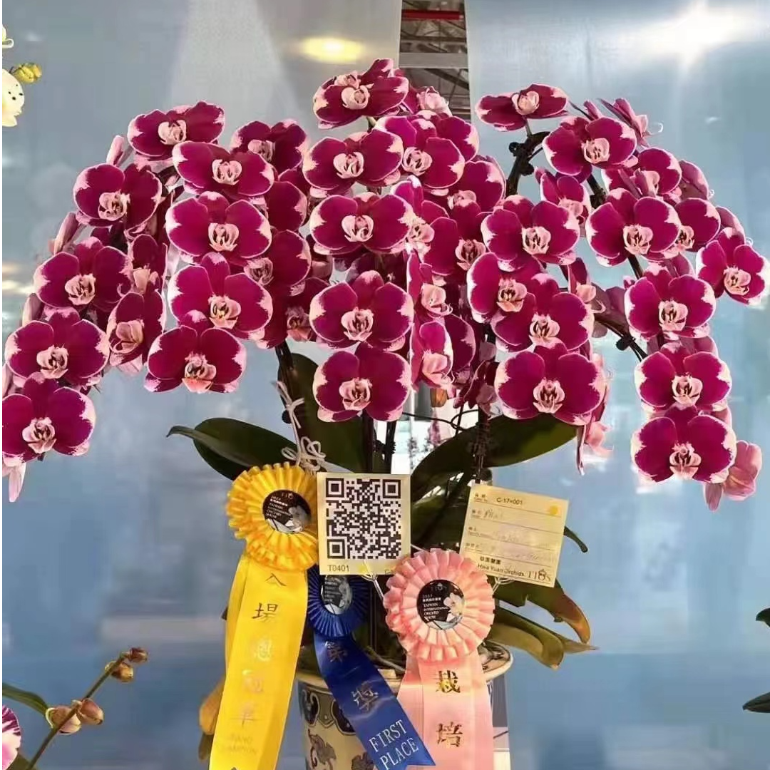 处理尾货无售后-开花株《五星上将》3.5寸杯蝴蝶兰