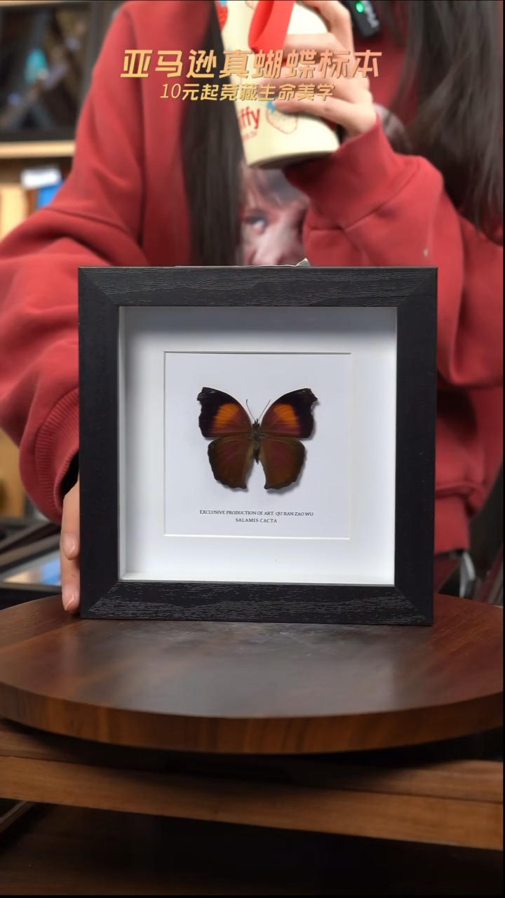 仙人掌蛱蝶6寸方框简约款