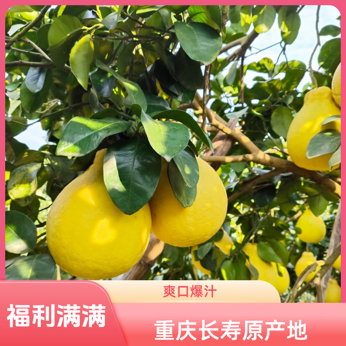 【重庆长寿沙田柚次日达】新鲜采摘纯甜无酸汁水丰富果肉清香饱满柚子长寿沙田柚重庆市