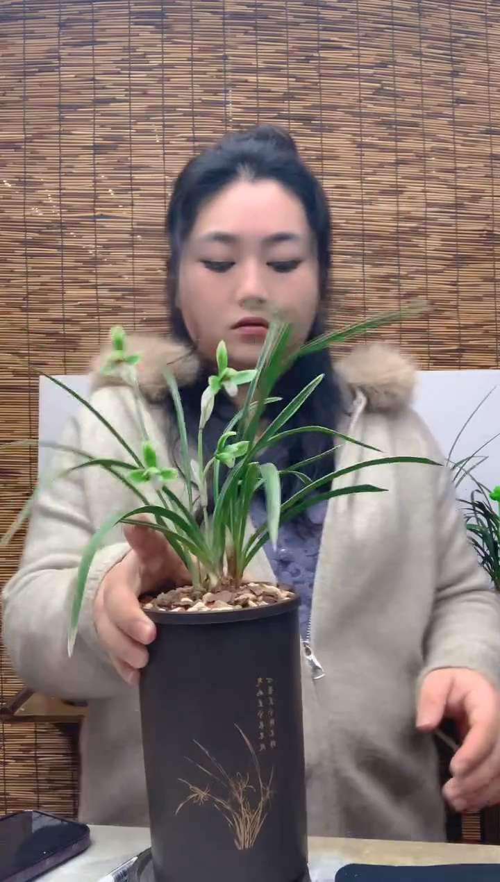 大部分花苞少量开放科****座雪山天草5苗裸根