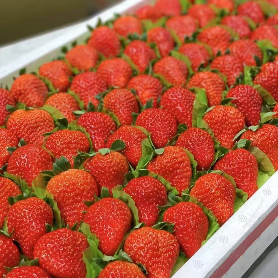 【壹壹生鲜同城配送】丹东久久草莓6排果。净重1400克左右
