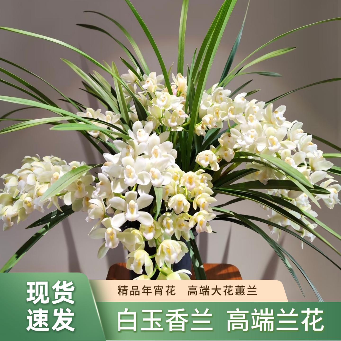 【特A级白玉香兰】10枝大花剑起发 高端室内盆栽花惠兰 带花苞发货