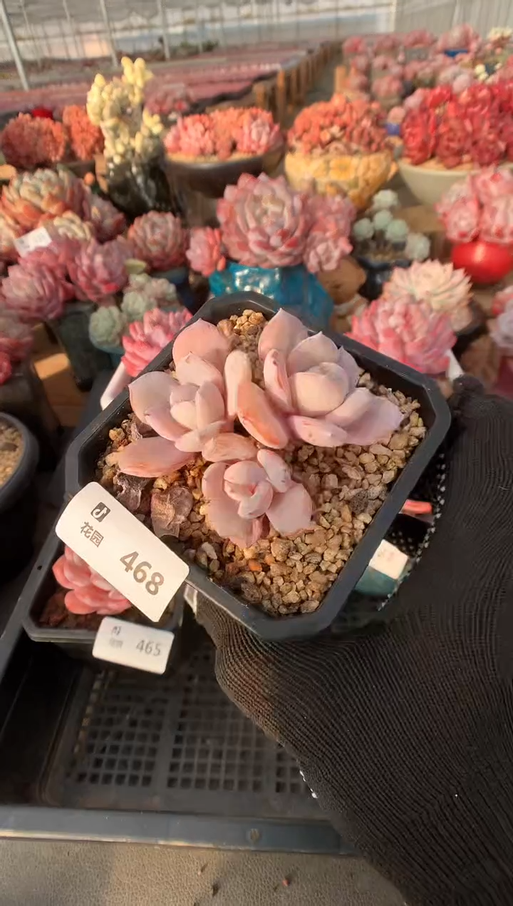 468奶茶多肉植物一物一拍