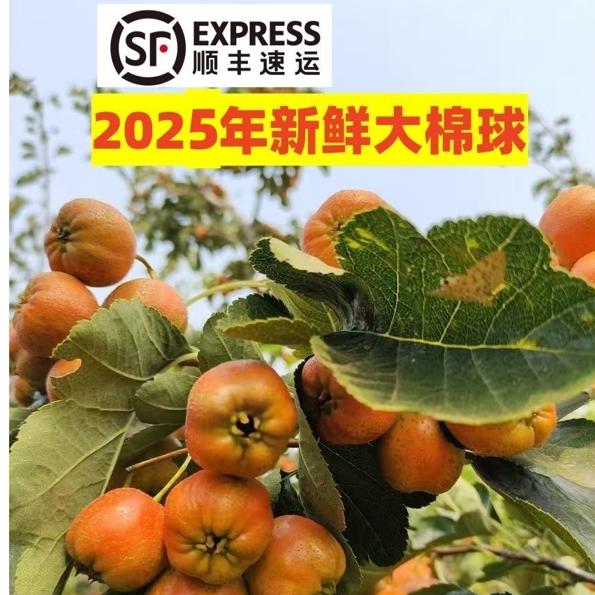 【顺丰】沂蒙山新鲜山楂果大棉球山楂冰糖葫芦专用山楂果果园直发