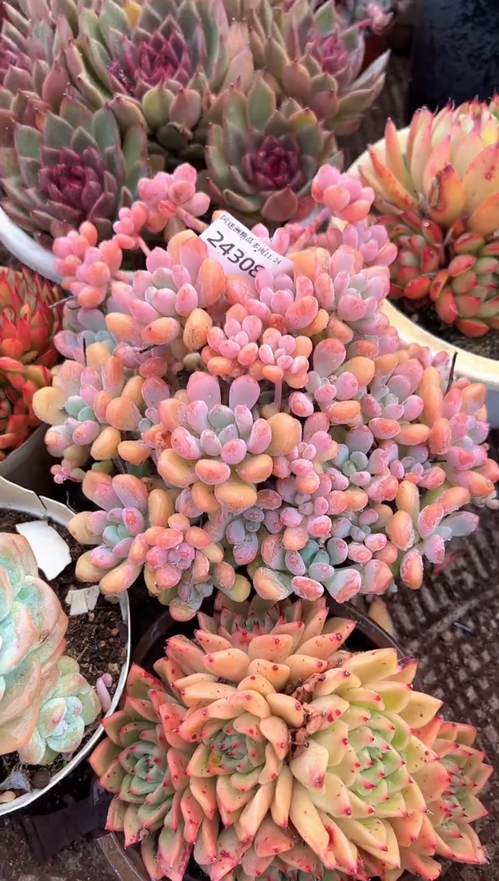 ?**?多肉植物一物一拍24308