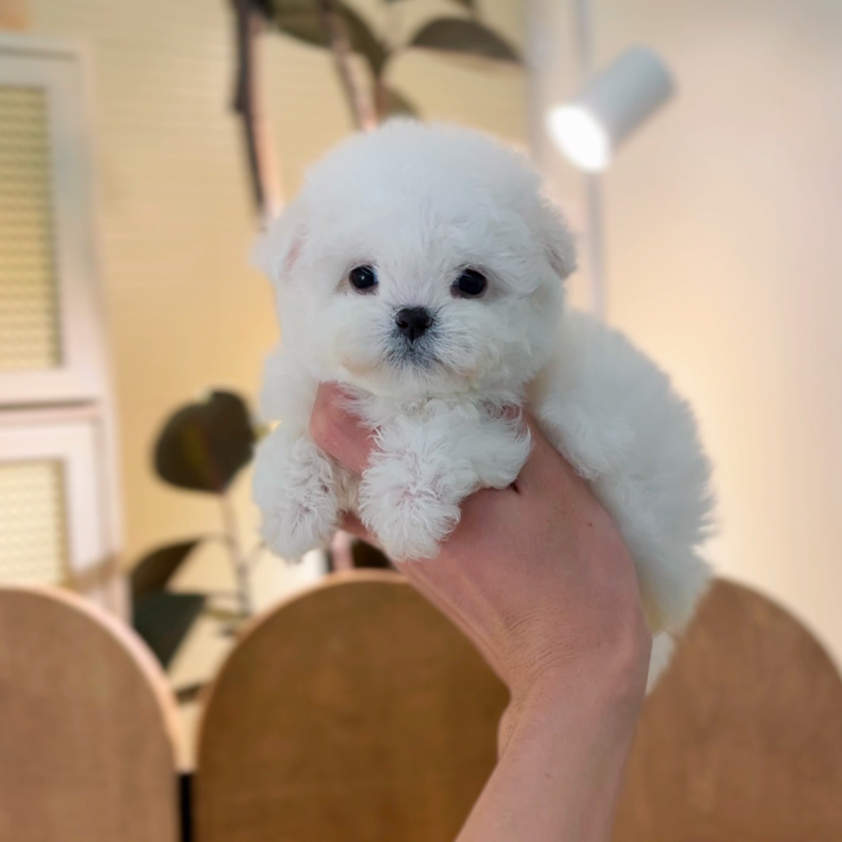 韩版小体比熊犬妹妹活体链接一物一拍2-11-1