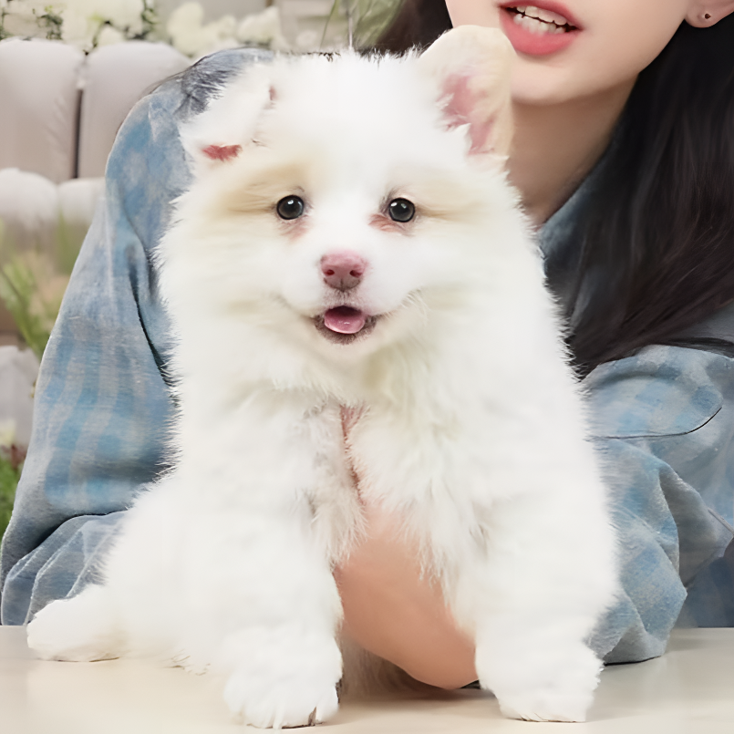 瓢总宠物耿耿 瓢总的柯基大队双色长毛带尾妹妹