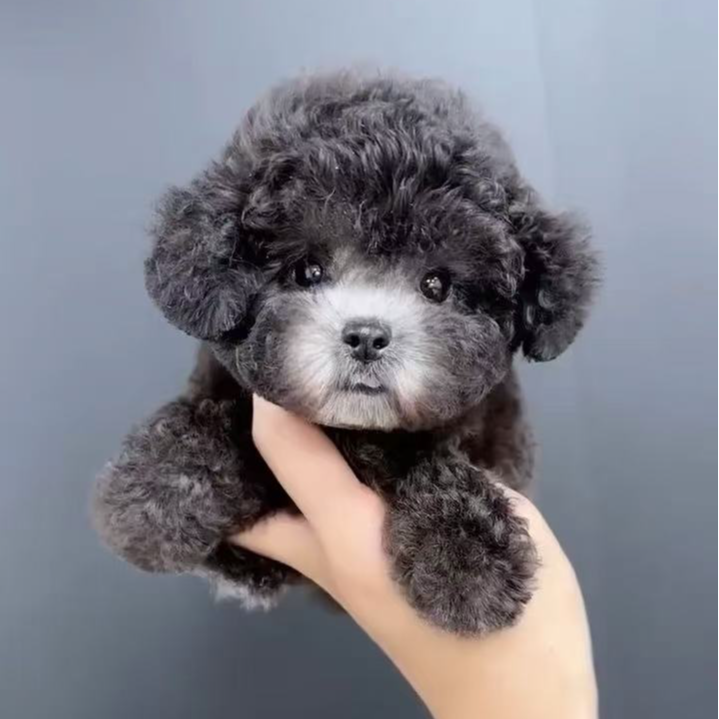 宠物狗灰泰迪用品