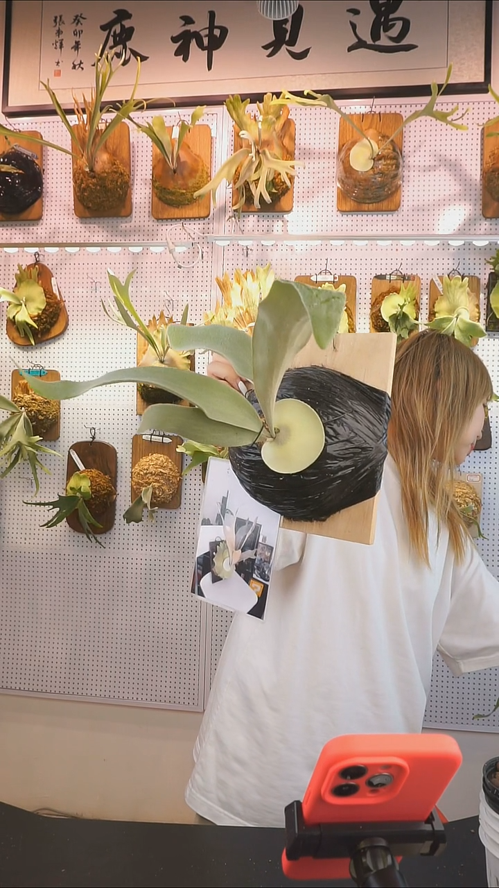 无花朵白色恋人 特价