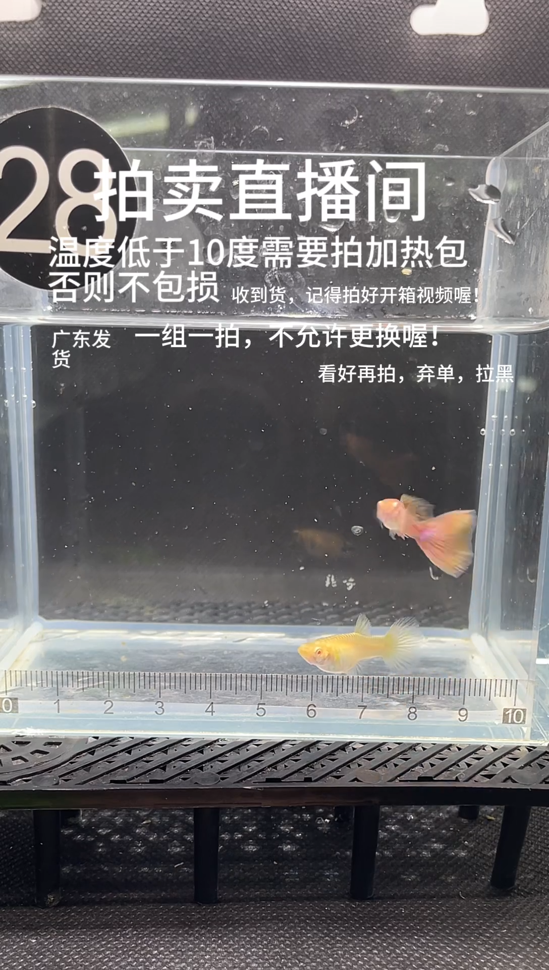 孔雀鱼精品金粉 两条  编号  28