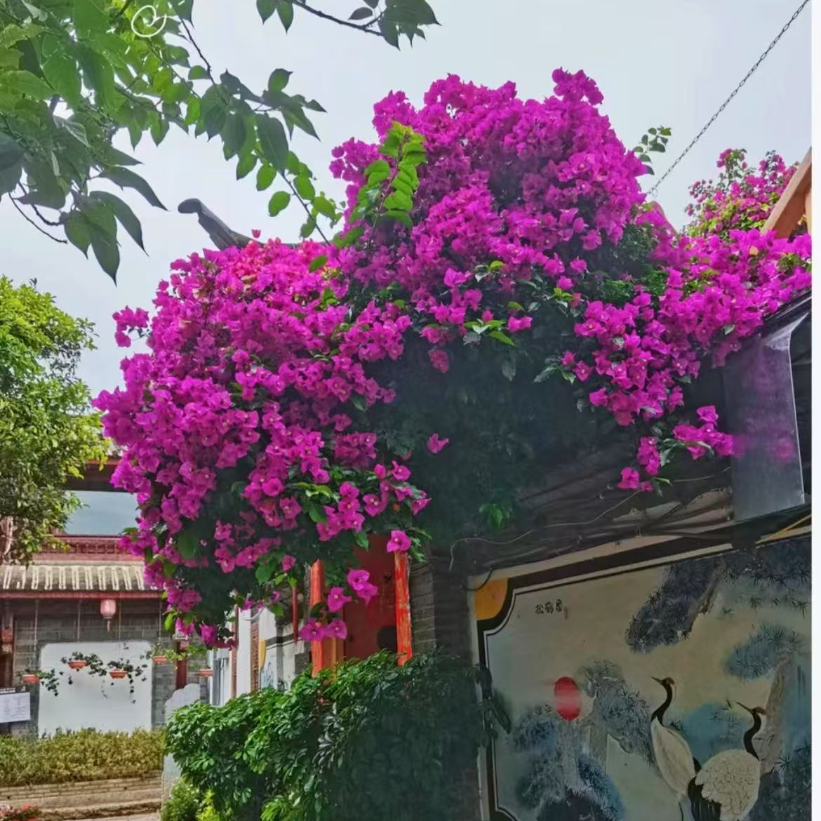 老桩三角梅 修剪护心土发货 易活易爆花