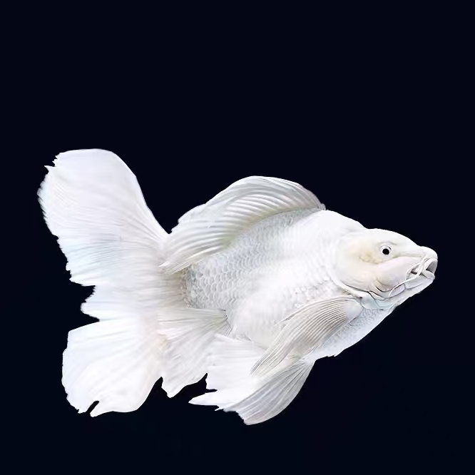 a主播改价[蝴蝶鲤]