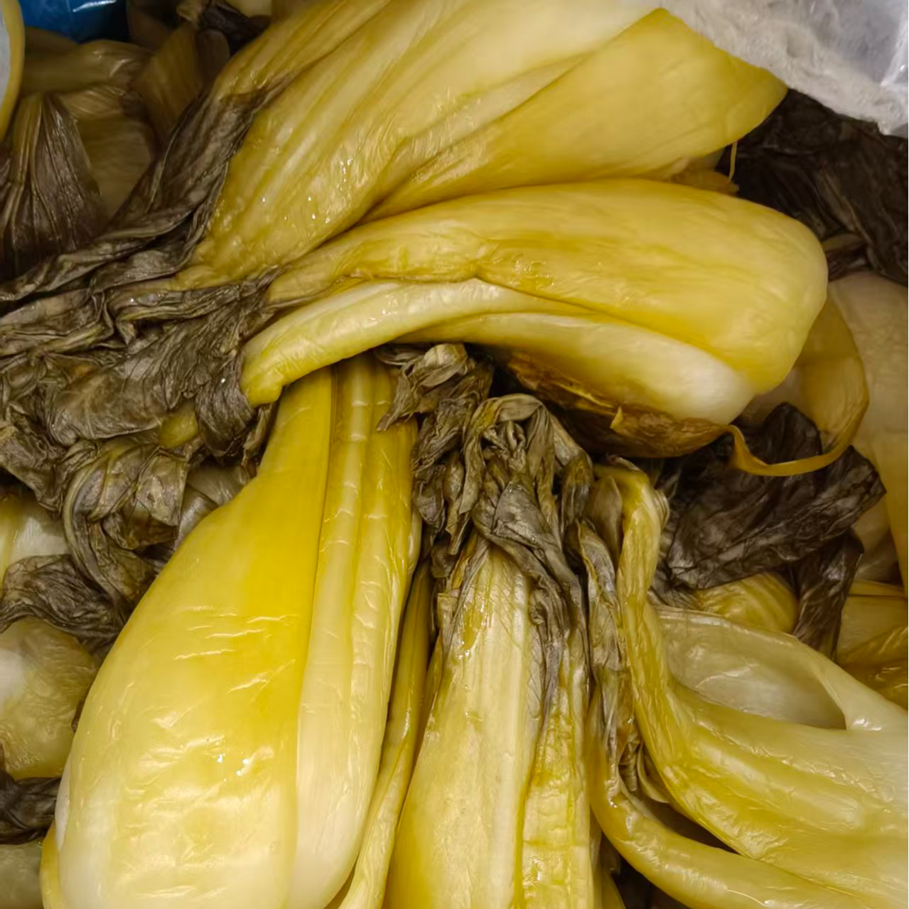 【百年膘鸡严选】上海青酸菜好吃海海