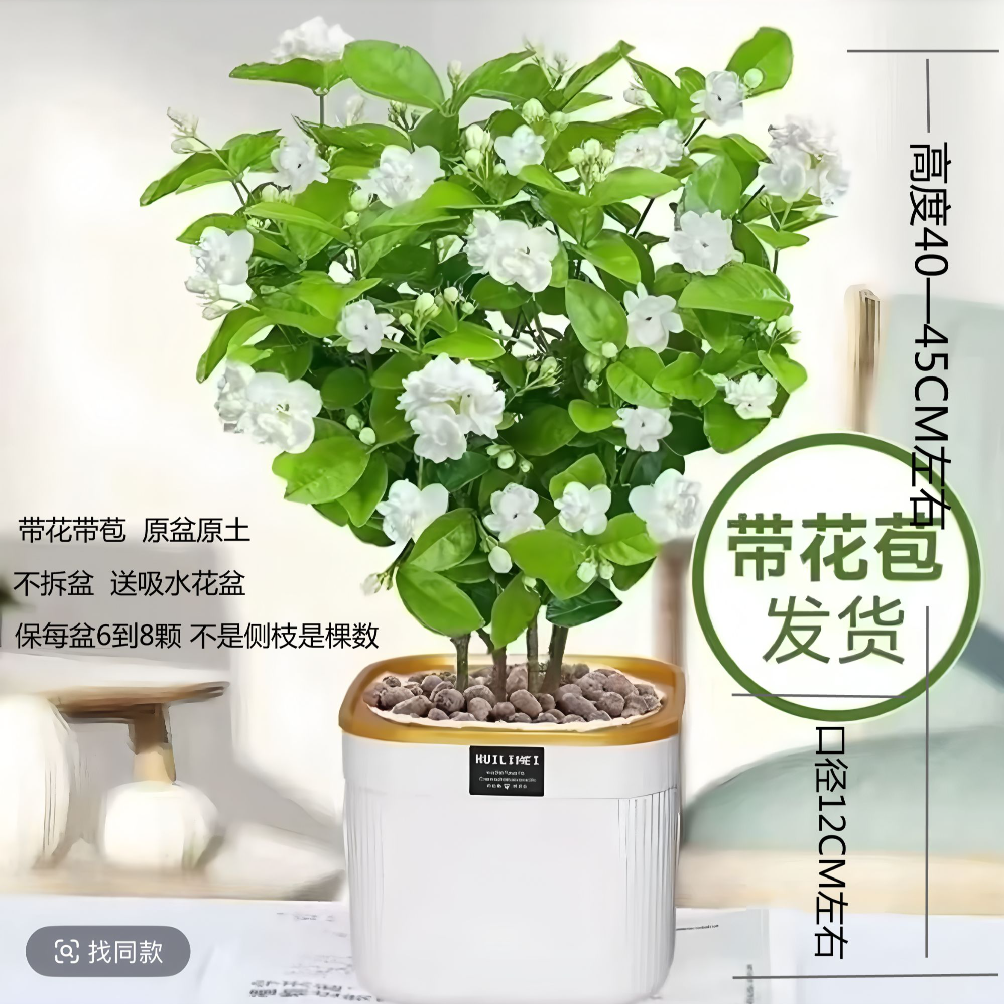 【带香味】阿哲茉莉花带花苞盆栽四季开花浓香好养阳台庭院绿植