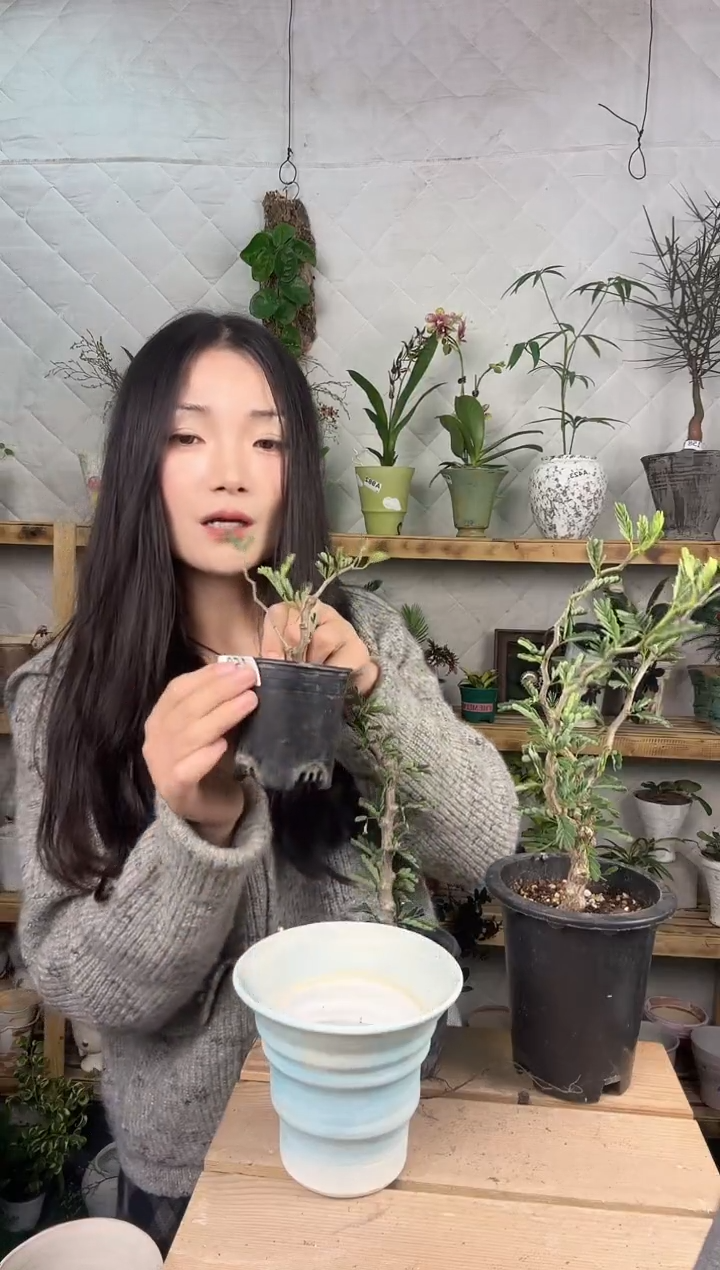 无花朵沙漠苏木育苗盆150