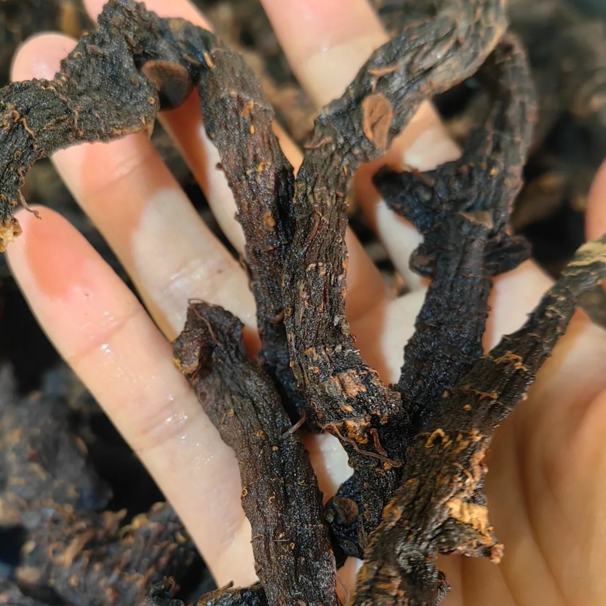 九蒸九晒 玉竹【牛牛推荐】=