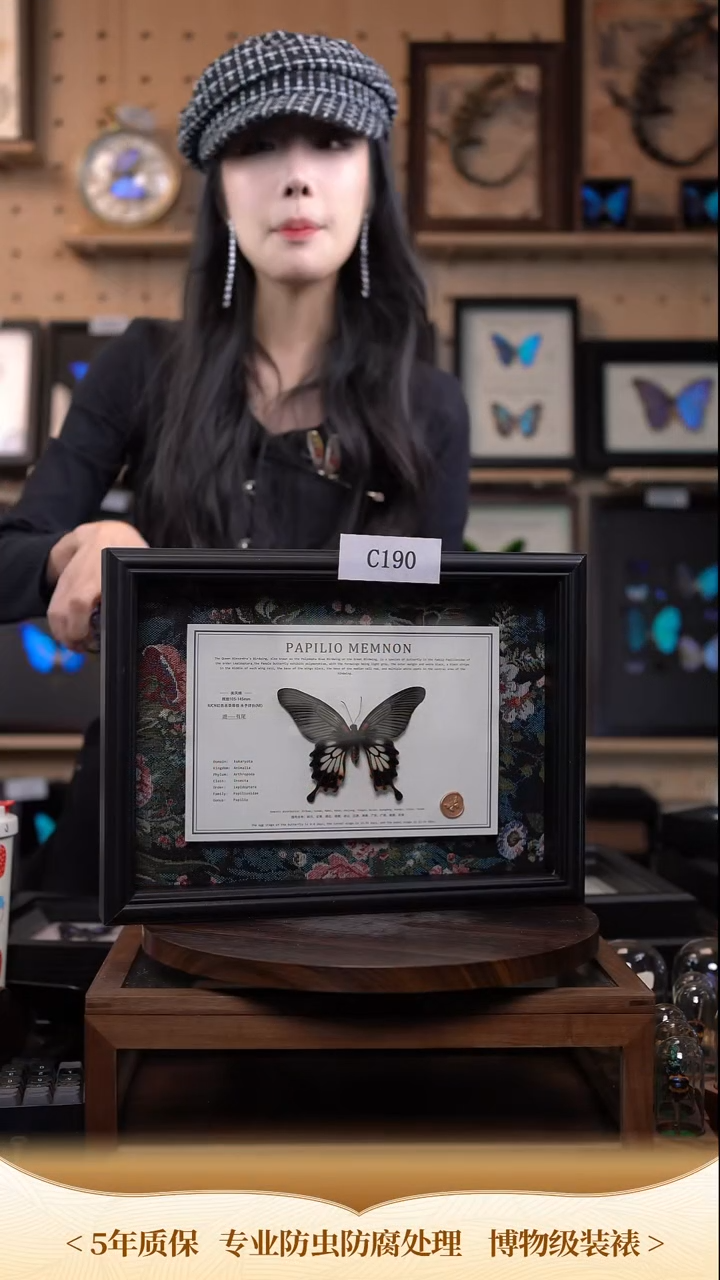 微瑕蝴蝶标本摆件一口价c190