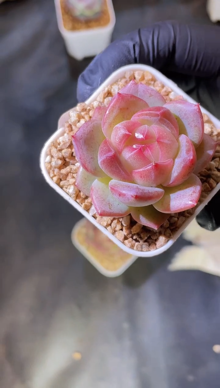 2797 真理桃2-3厘米 量拍发一颗