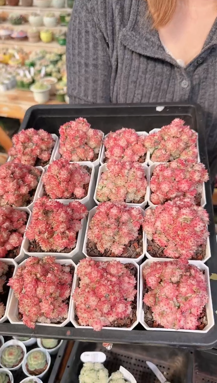 1219-23多肉量拍任意发一颗群生不包整