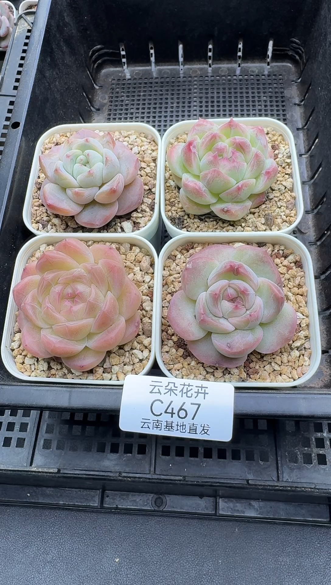 珍妮杂交多肉C467