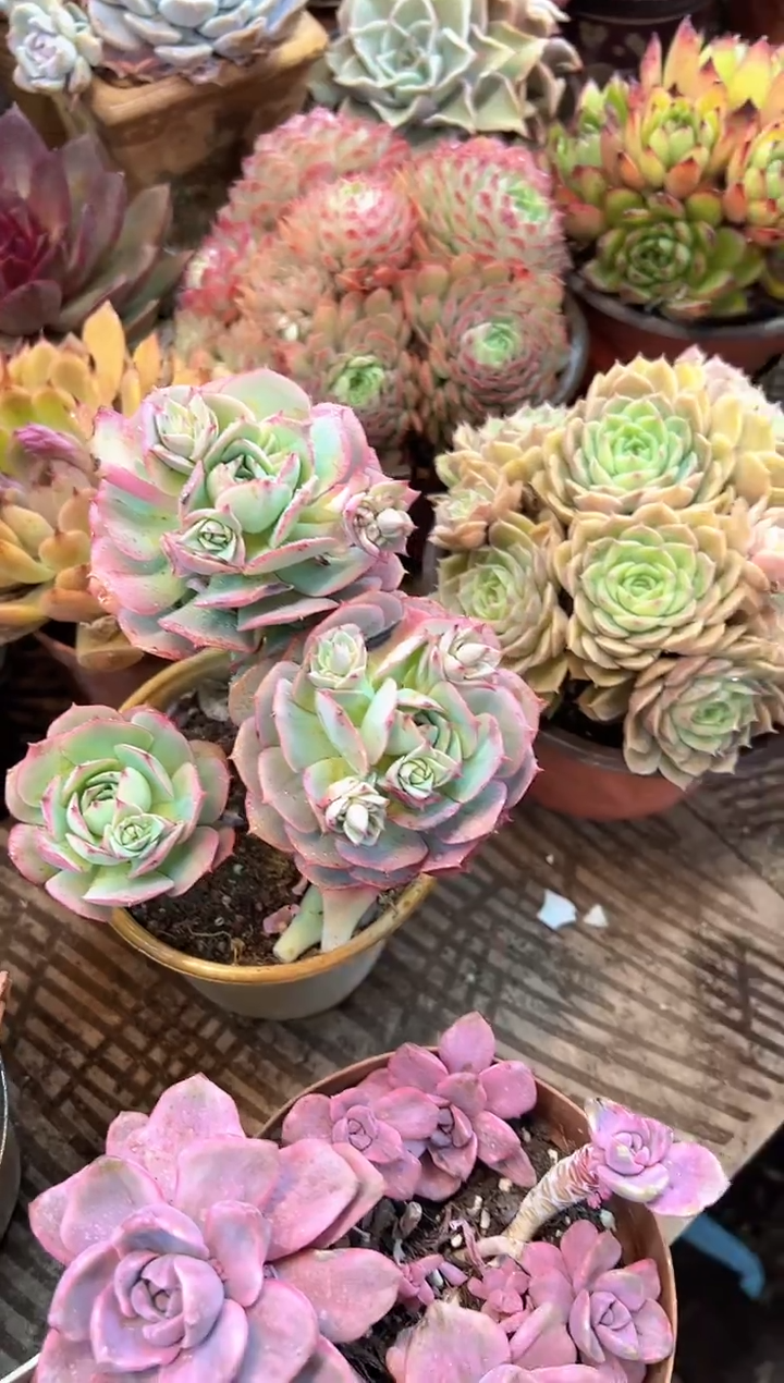 钱****?多肉植物一物一拍22417